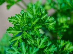 Benefits of Parsley